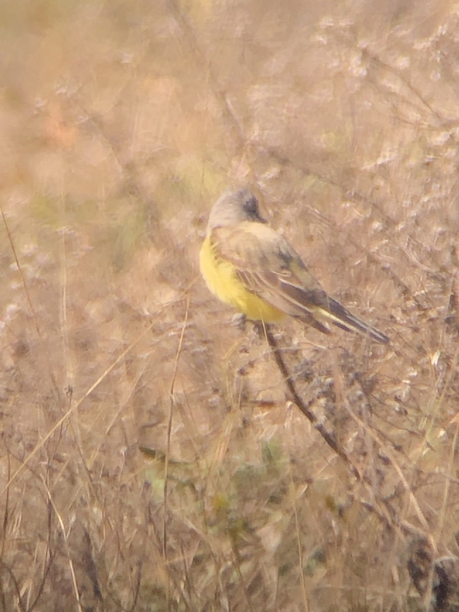 Western Kingbird - ML532237541