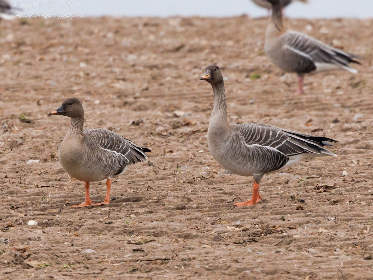 Taiga Bean-Goose - Mike Barth