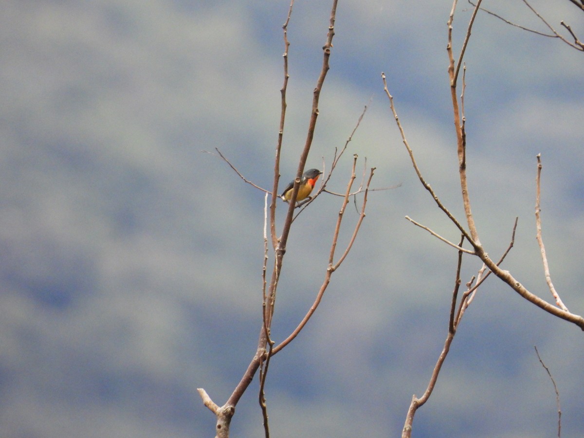 Fire-breasted Flowerpecker - ML532238871