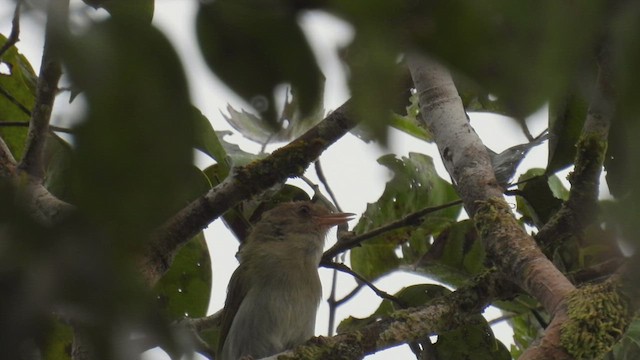 Brown-headed Greenlet - ML532239221