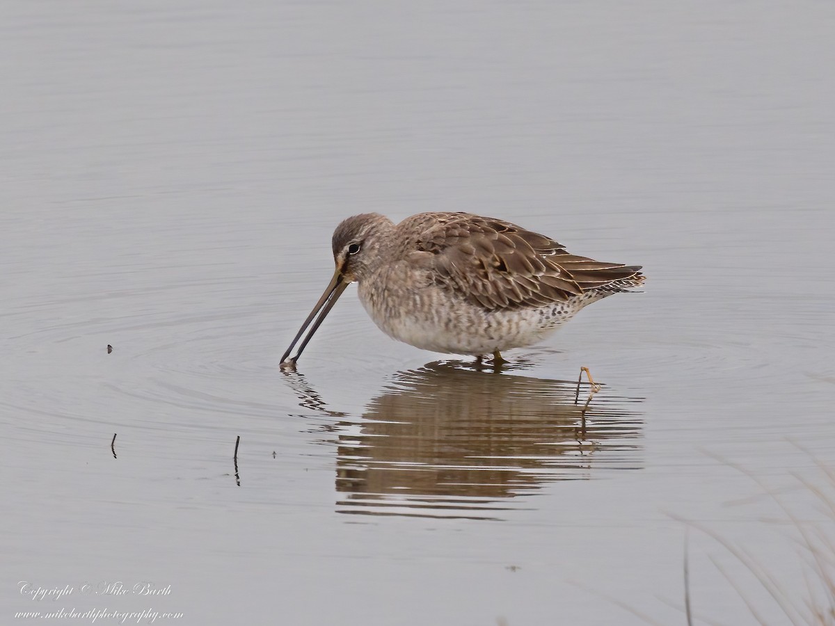 Long-billed Dowitcher - ML532239751