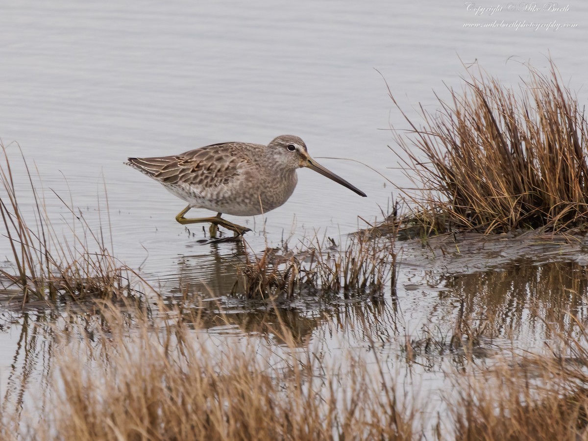 Long-billed Dowitcher - ML532239761