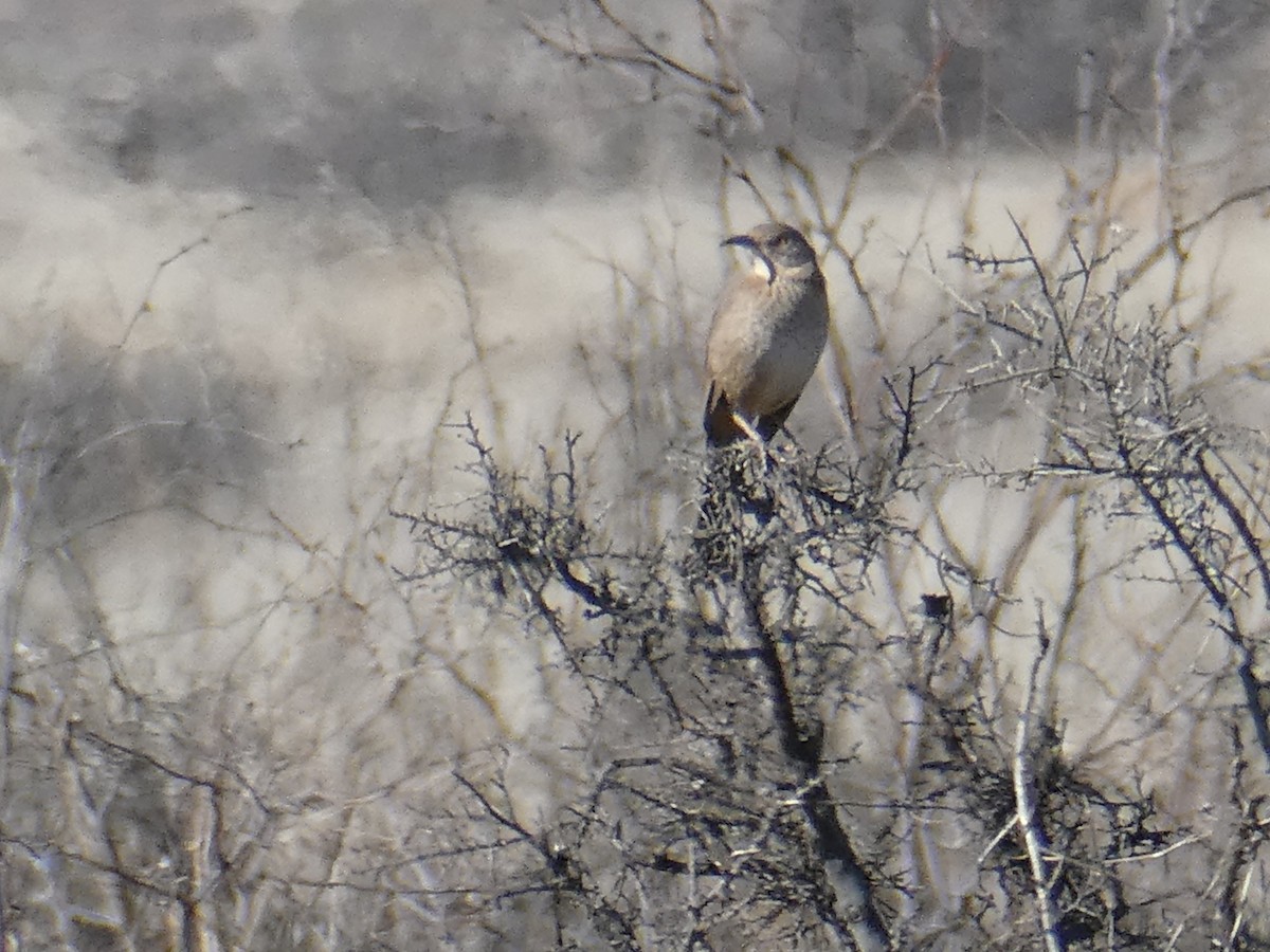 Bendire's Thrasher - ML532240041