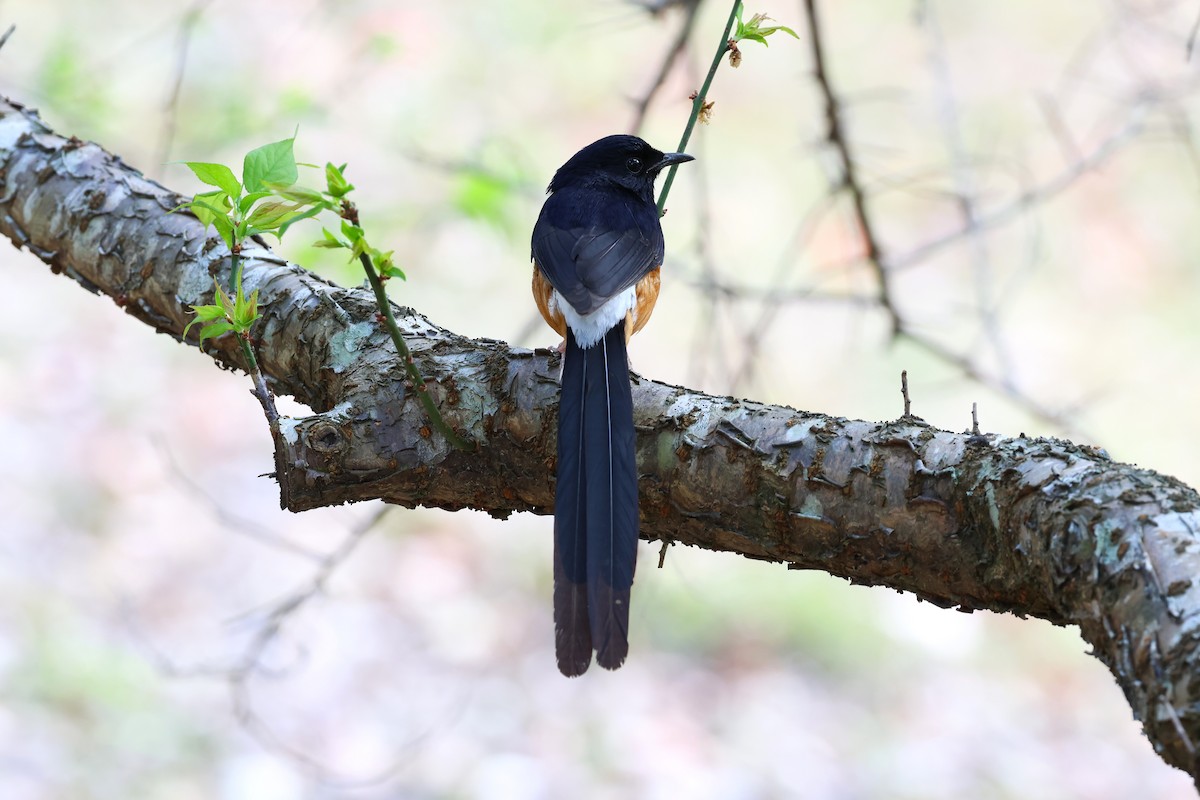 White-rumped Shama - ML532240991