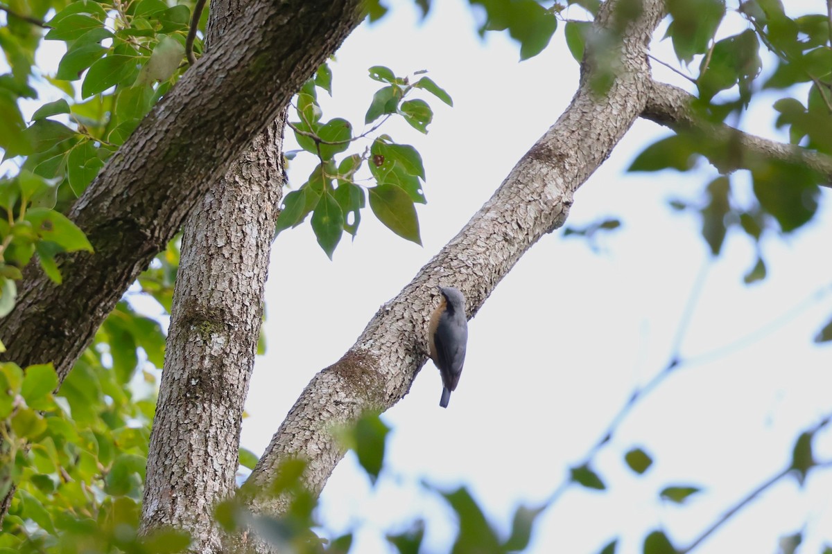 Eurasian Nuthatch - ML532242031