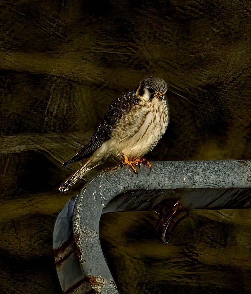 American Kestrel - ML532242321