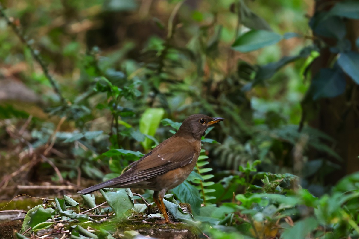 Pale Thrush - ML532242441