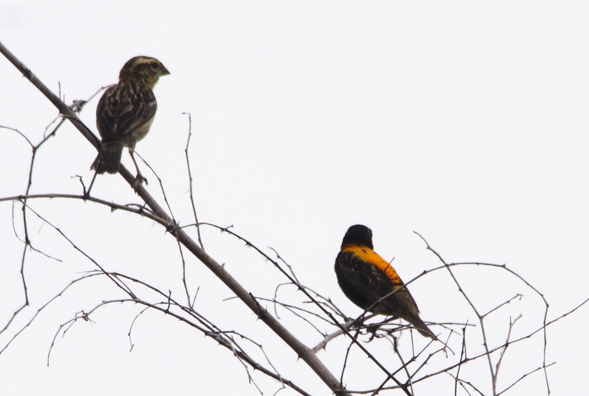 Golden-backed Bishop - Alexandre Hespanhol Leitão