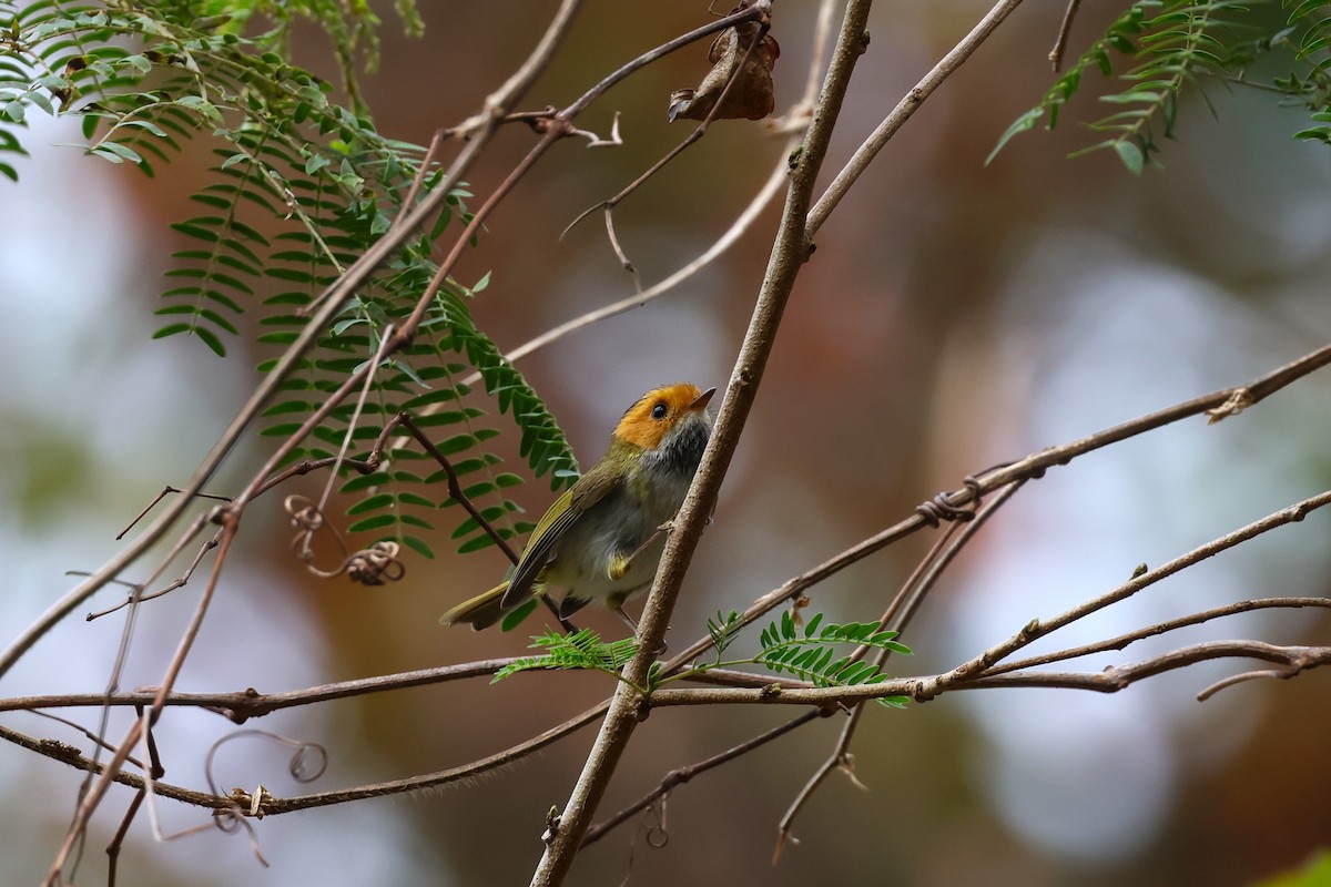 Rufous-faced Warbler - ML532242771