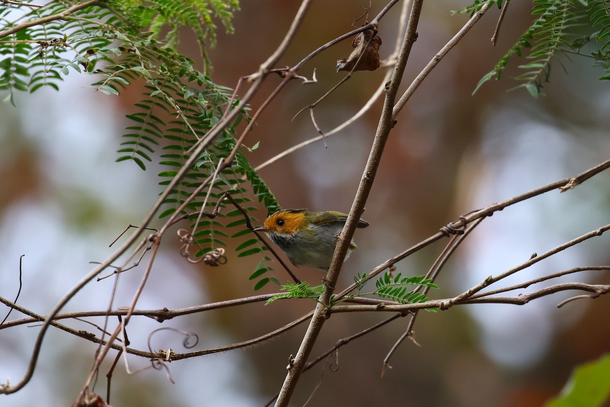 Rufous-faced Warbler - ML532242781