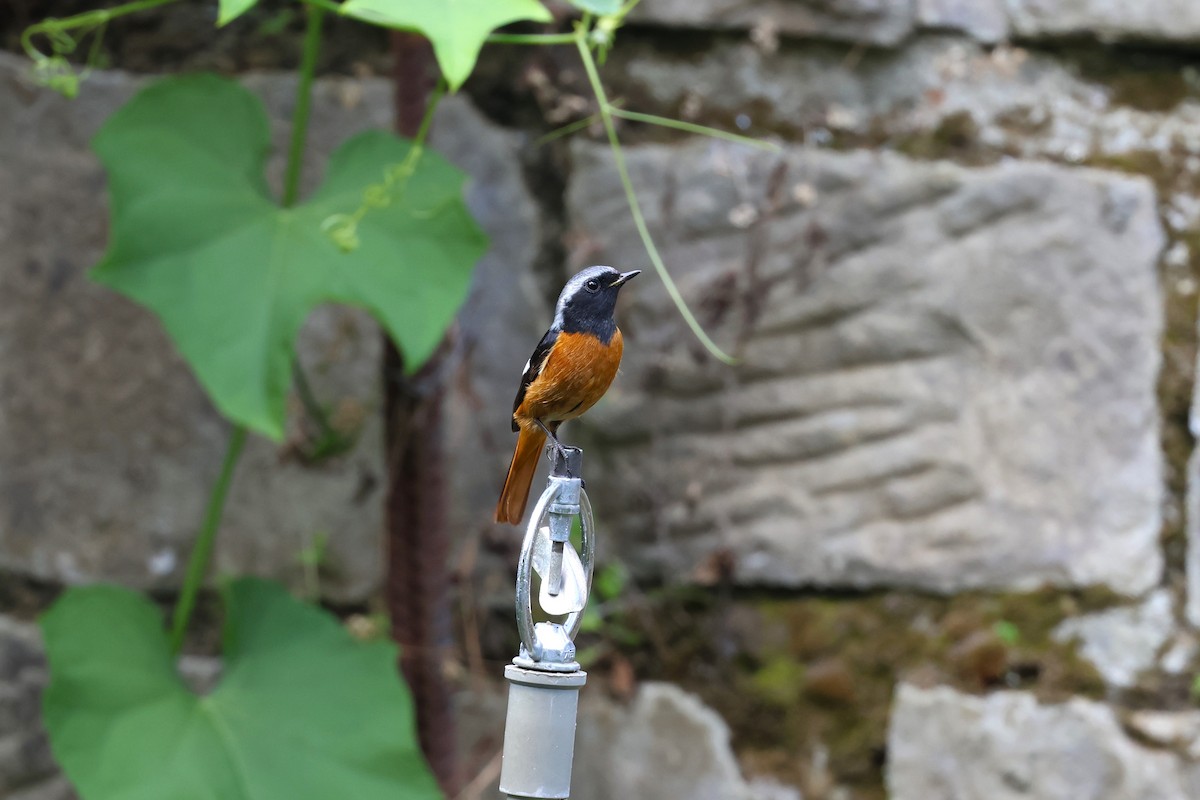 Daurian Redstart - ML532242991