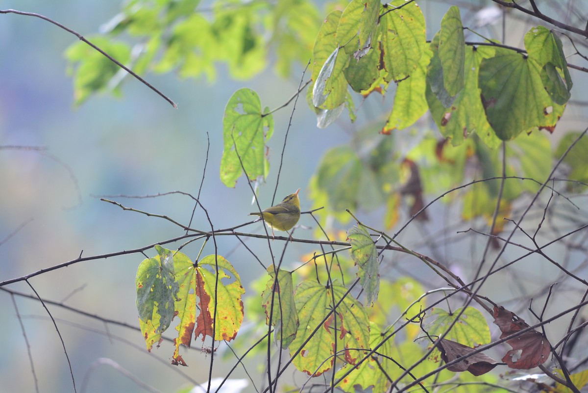 Sulphur-breasted Warbler - Krissanasak Singkam