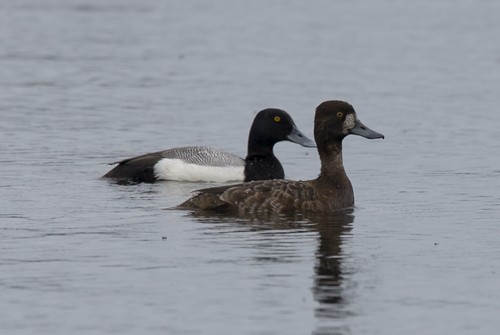 Greater Scaup - ML532244201