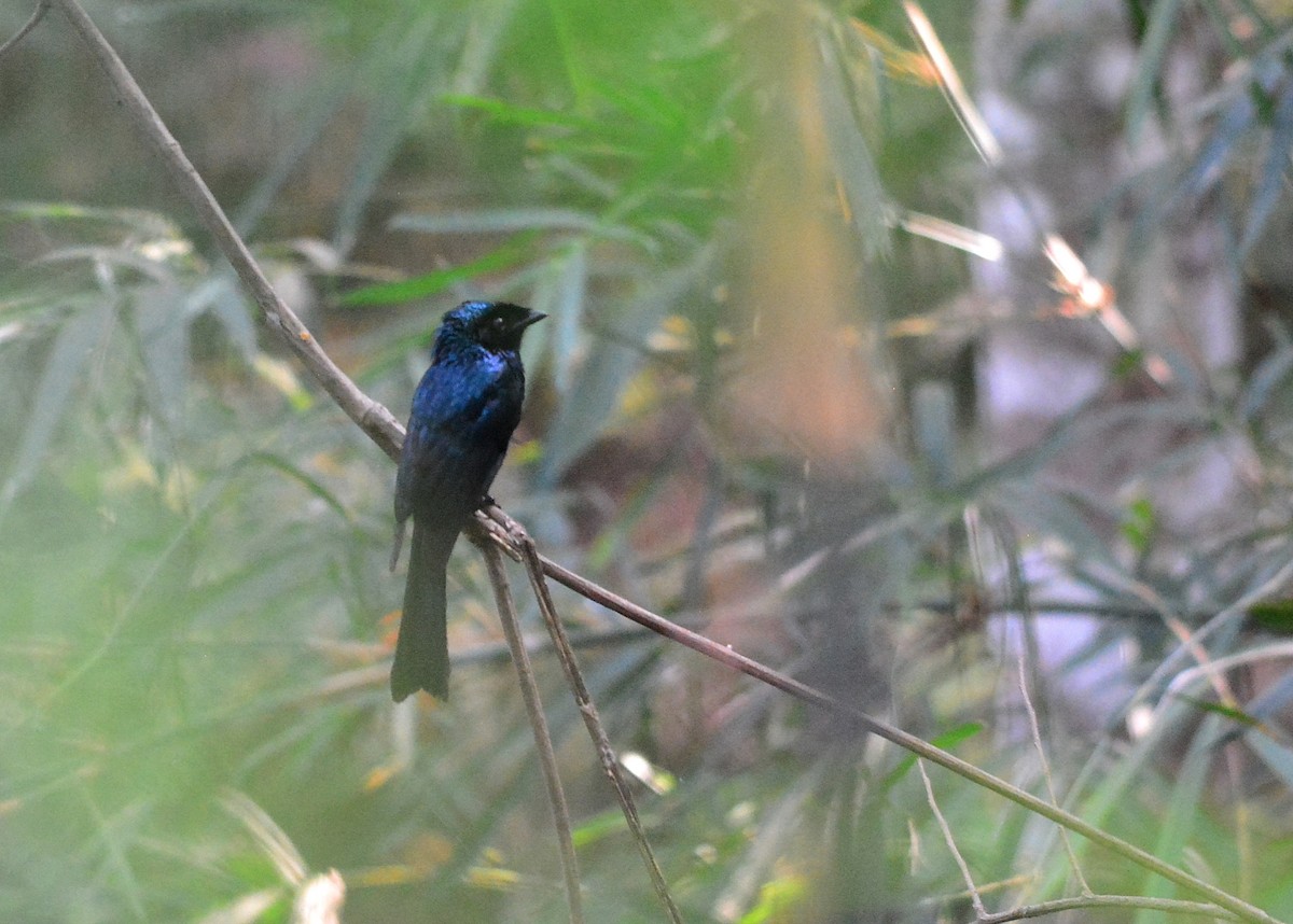 Lesser Racket-tailed Drongo - Krissanasak Singkam