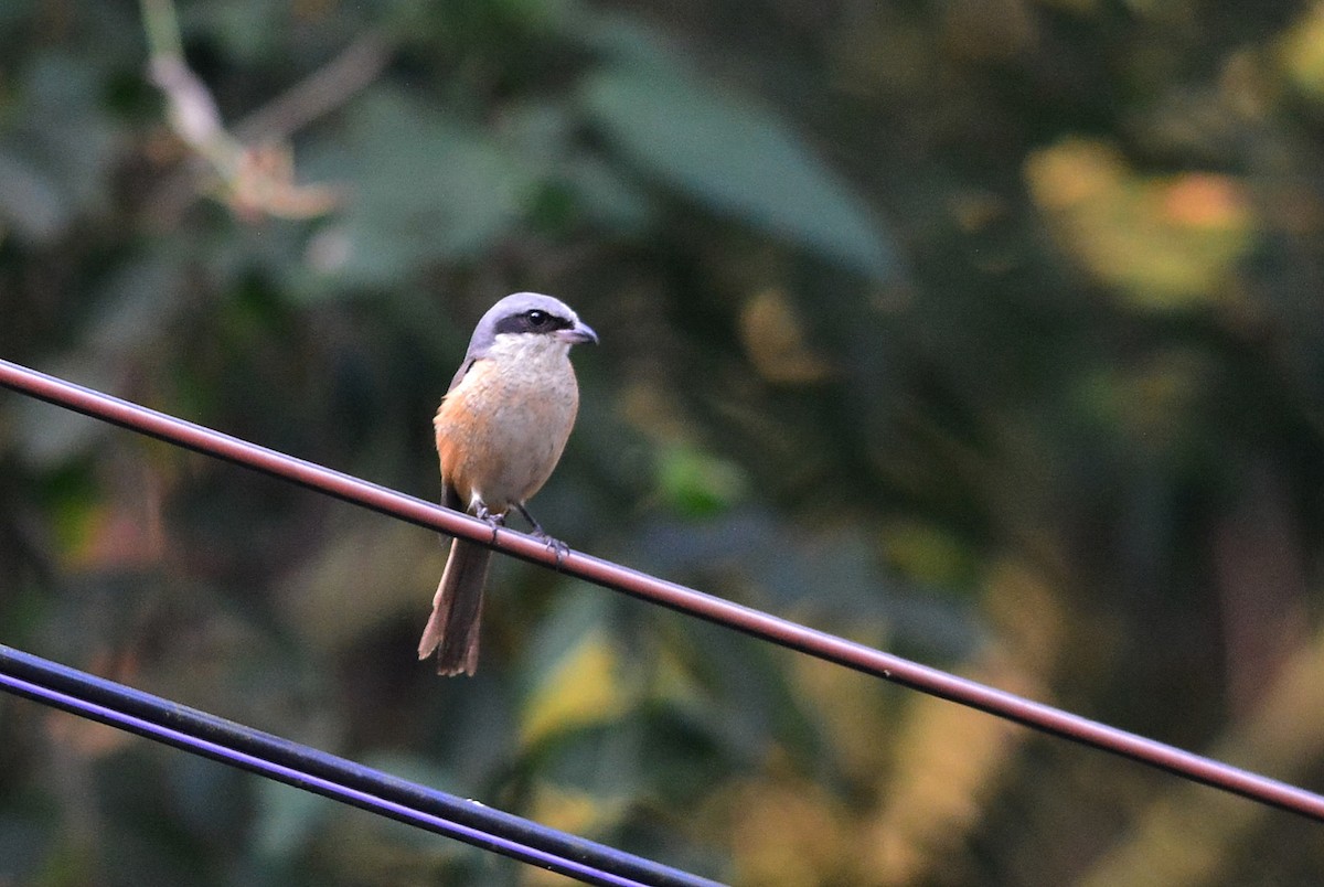 Gray-backed Shrike - Krissanasak Singkam