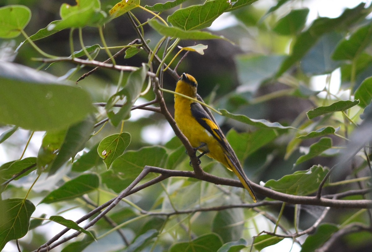 Scarlet Minivet - Krissanasak Singkam