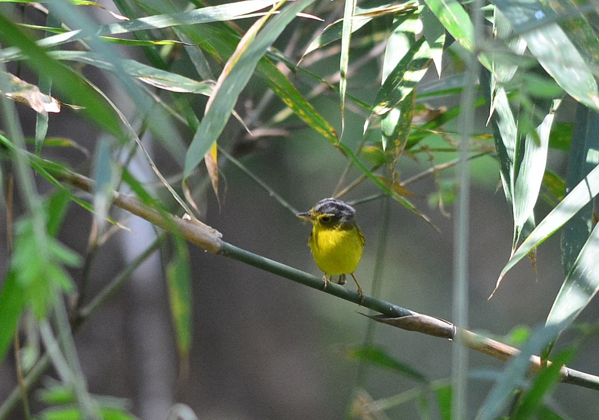 Gray-crowned Warbler - Krissanasak Singkam
