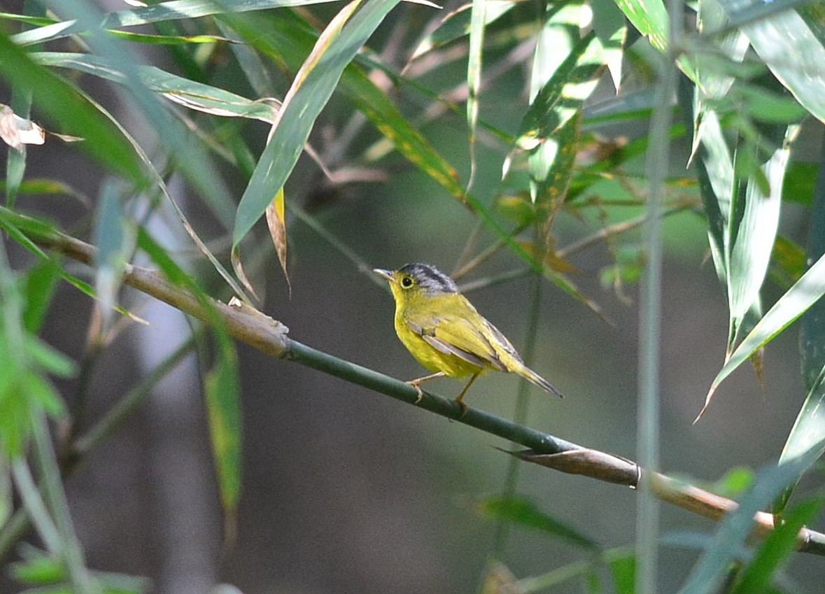 Gray-crowned Warbler - Krissanasak Singkam