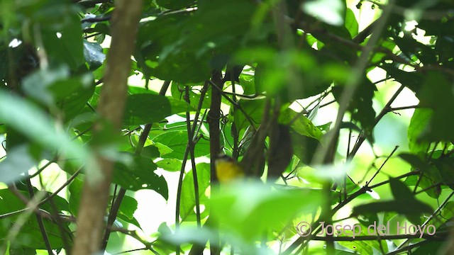 Chestnut-capped Warbler - ML532245451