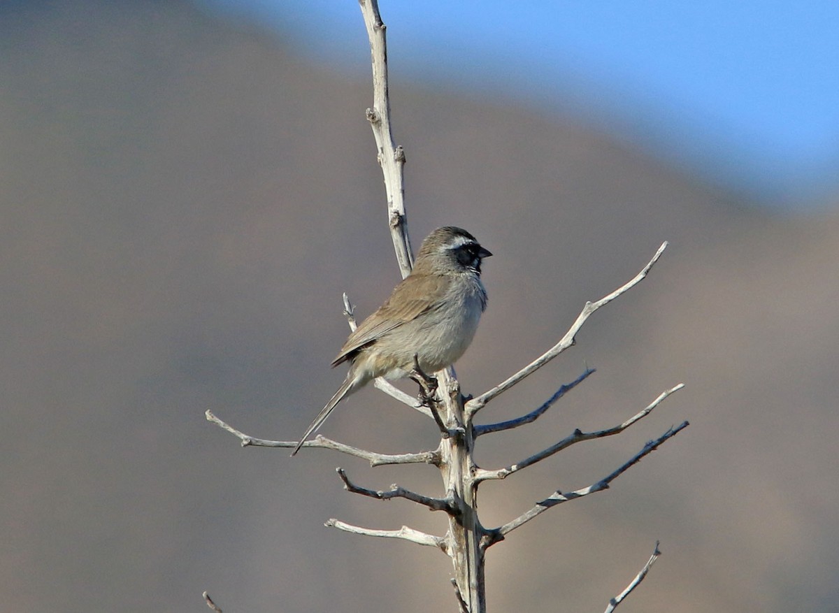 Black-throated Sparrow - ML532246531