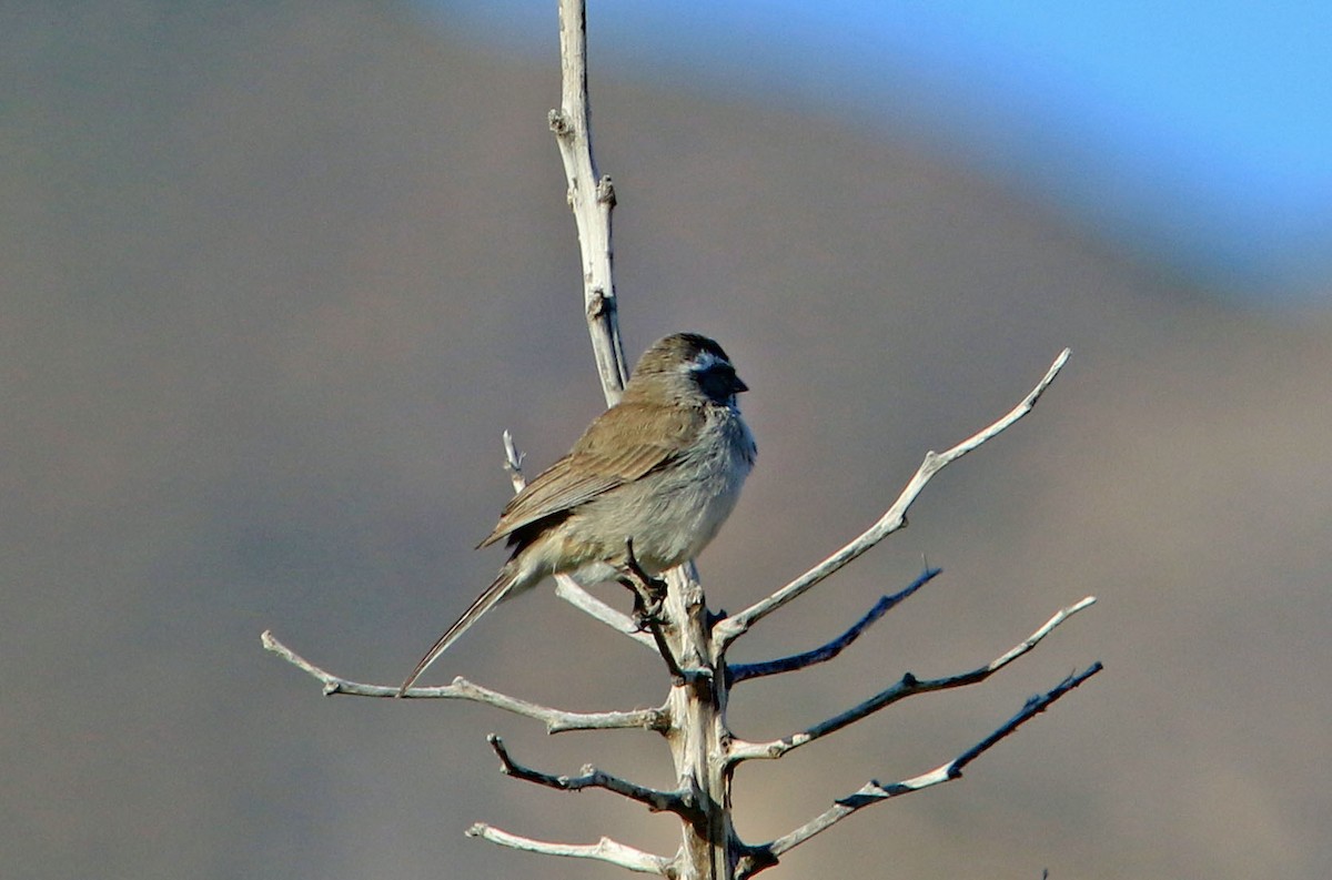 Black-throated Sparrow - ML532246541
