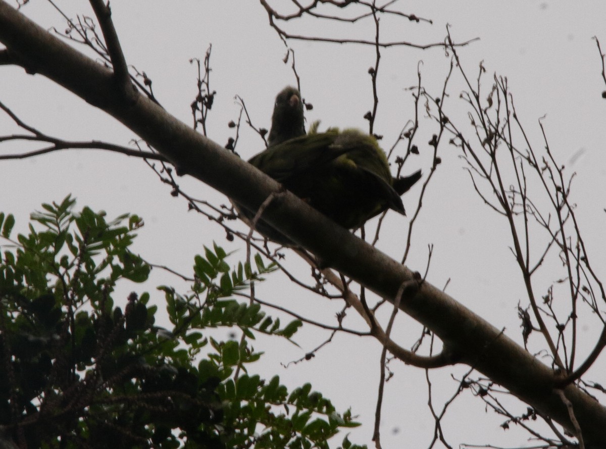 Sao Tome Green-Pigeon - ML532246781