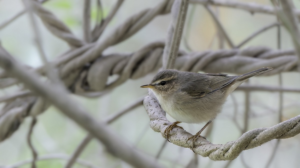 Dusky Warbler - ML532247761