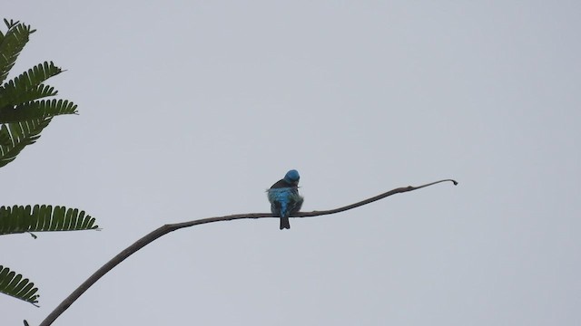 Blue Dacnis - ML532247781