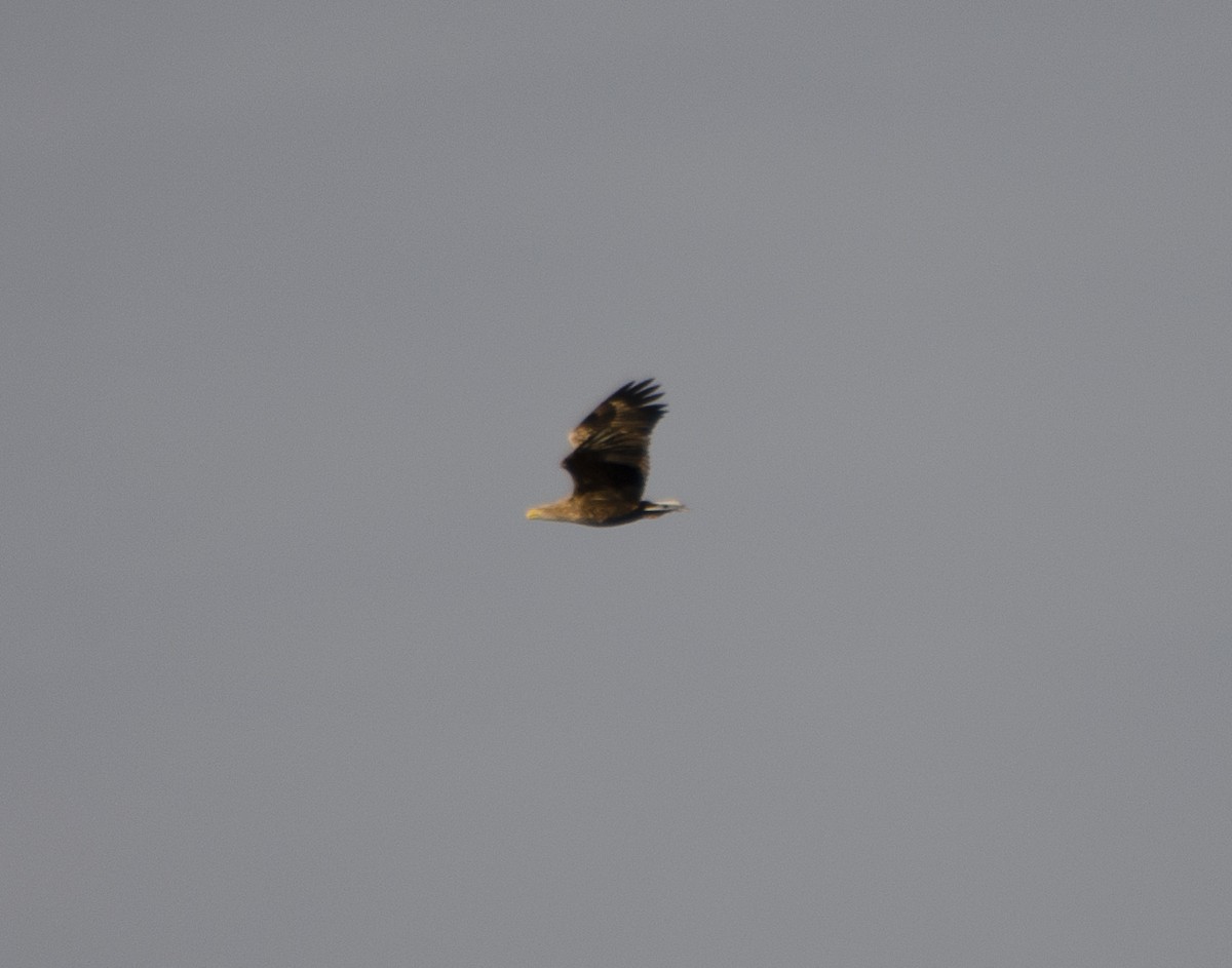 White-tailed Eagle - ML532247801