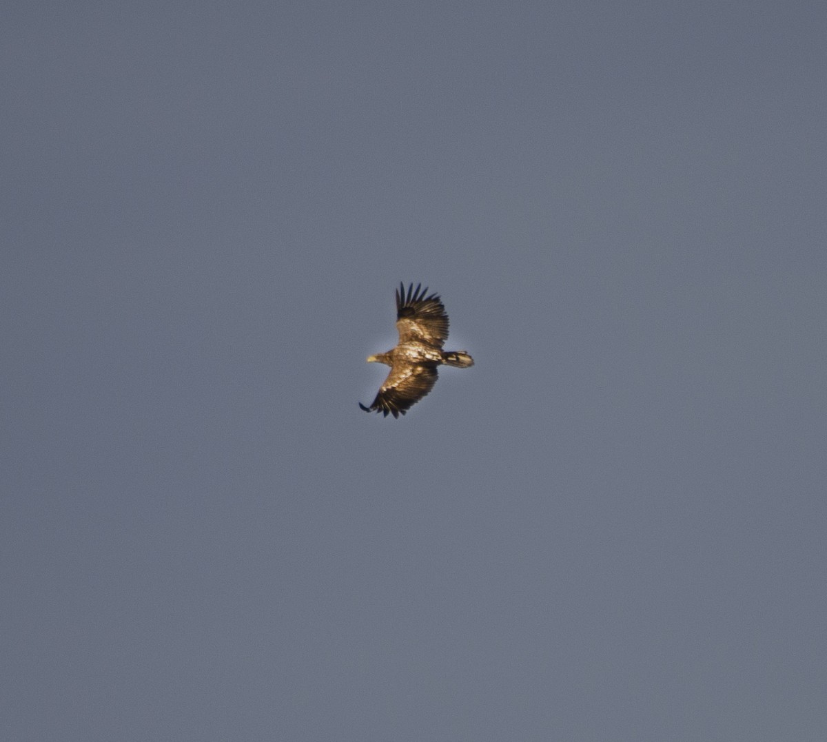 White-tailed Eagle - ML532247811