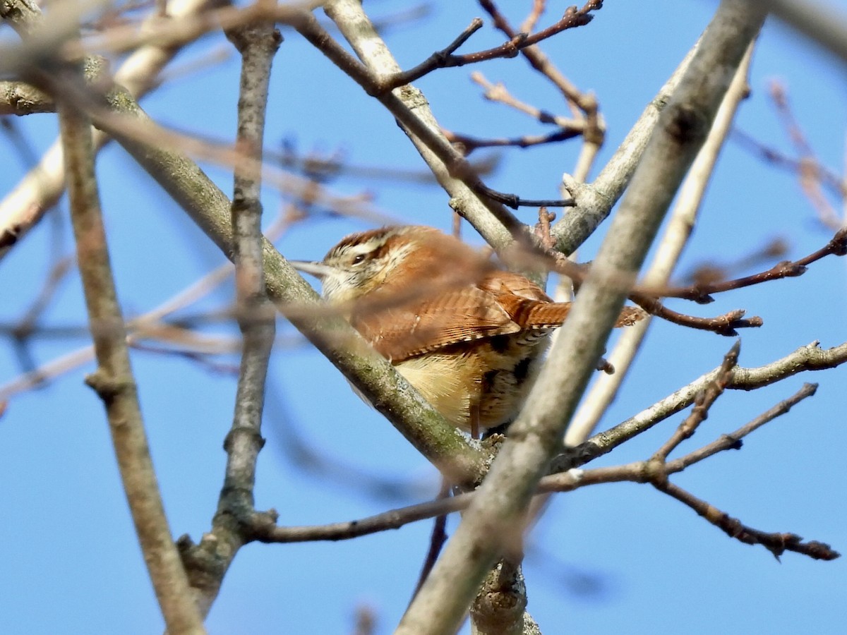 Carolina Wren - ML532247931