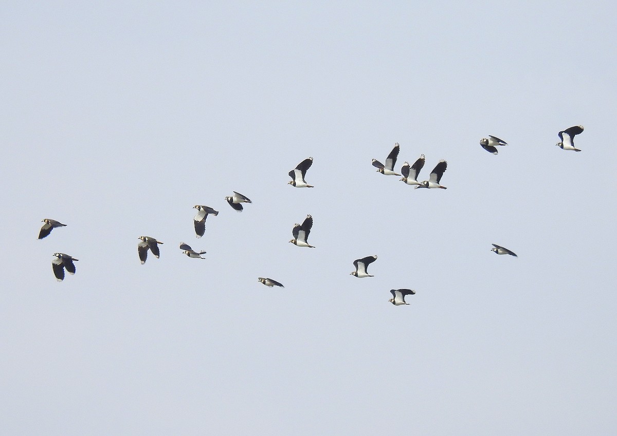 Northern Lapwing - ML532248191