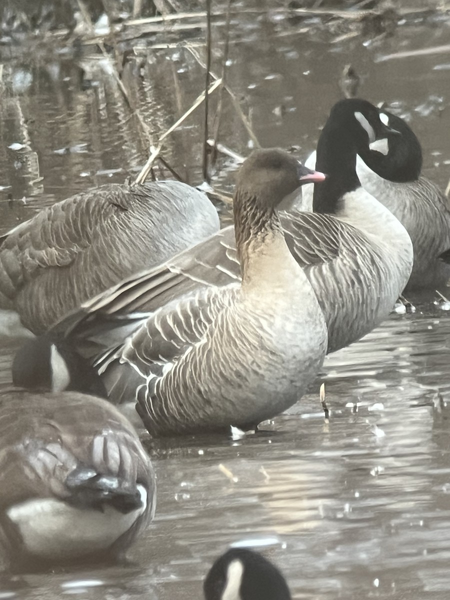 Pink-footed Goose - ML532249221