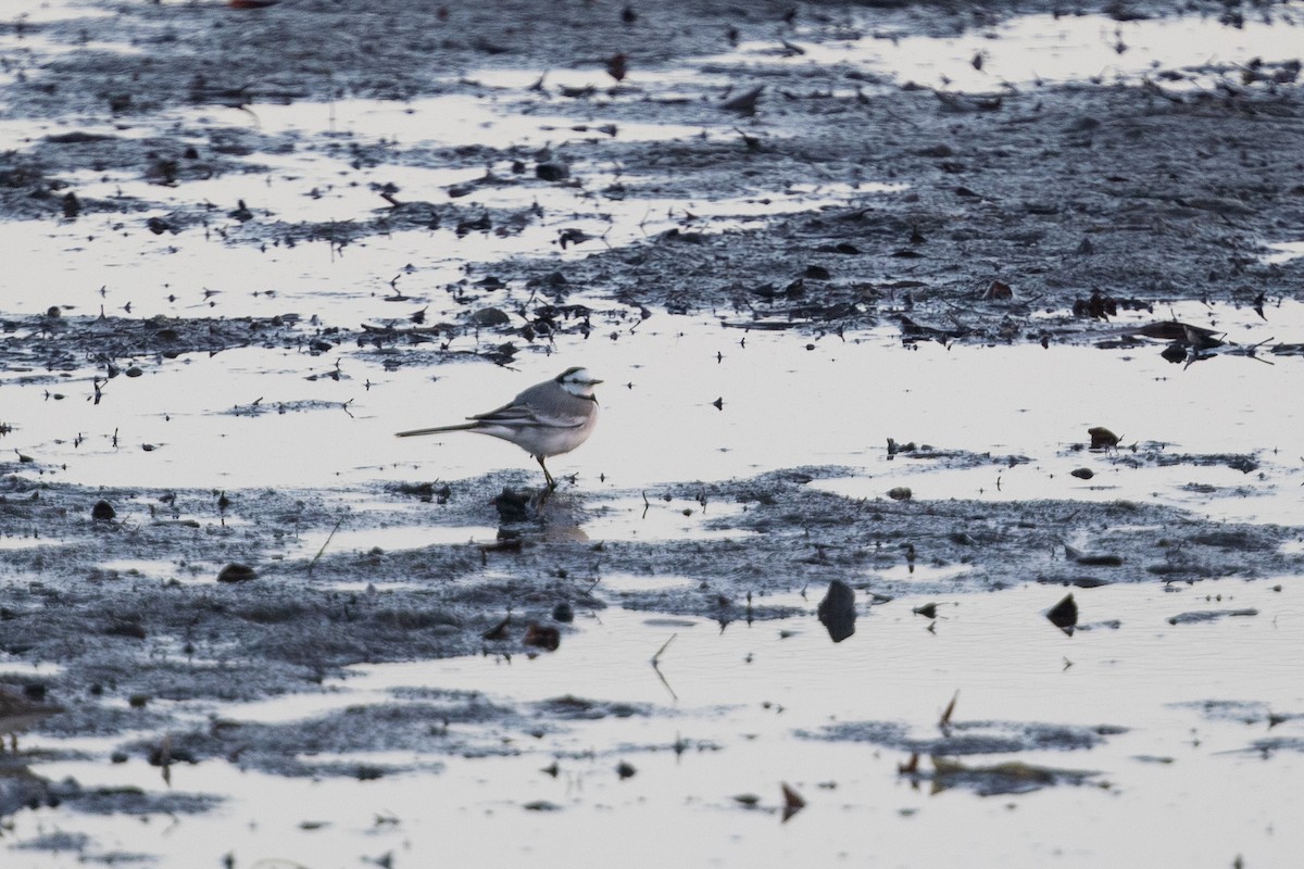 White Wagtail - Cory Gregory