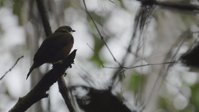 Sarı Taçlı Manakin - ML532250281