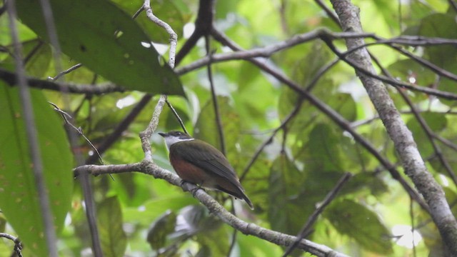 Yellow-crowned Manakin - ML532250301