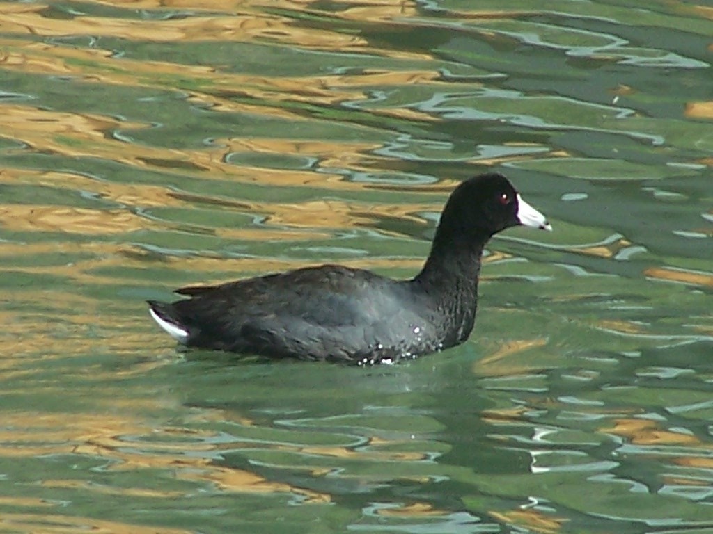 American Coot - Josh Emms