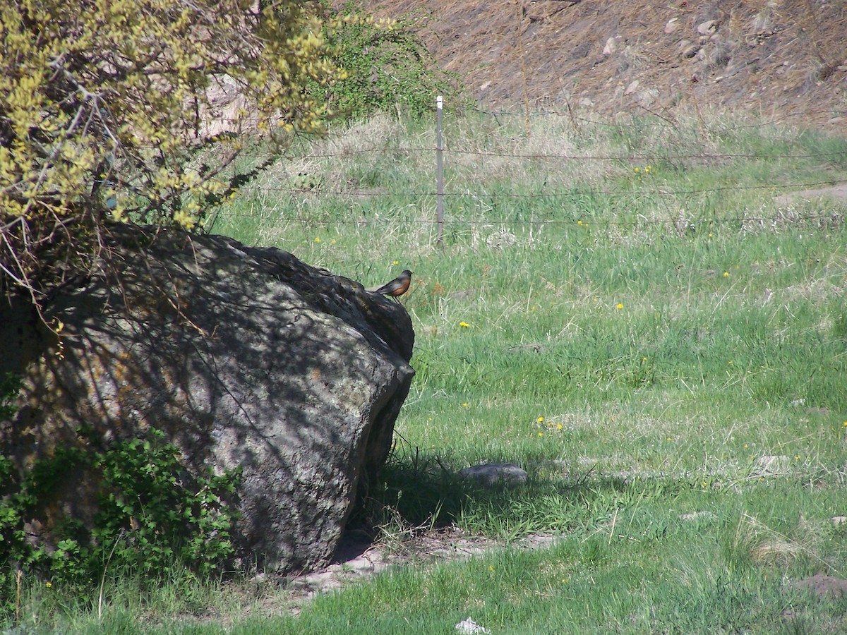 American Robin - Josh Emms