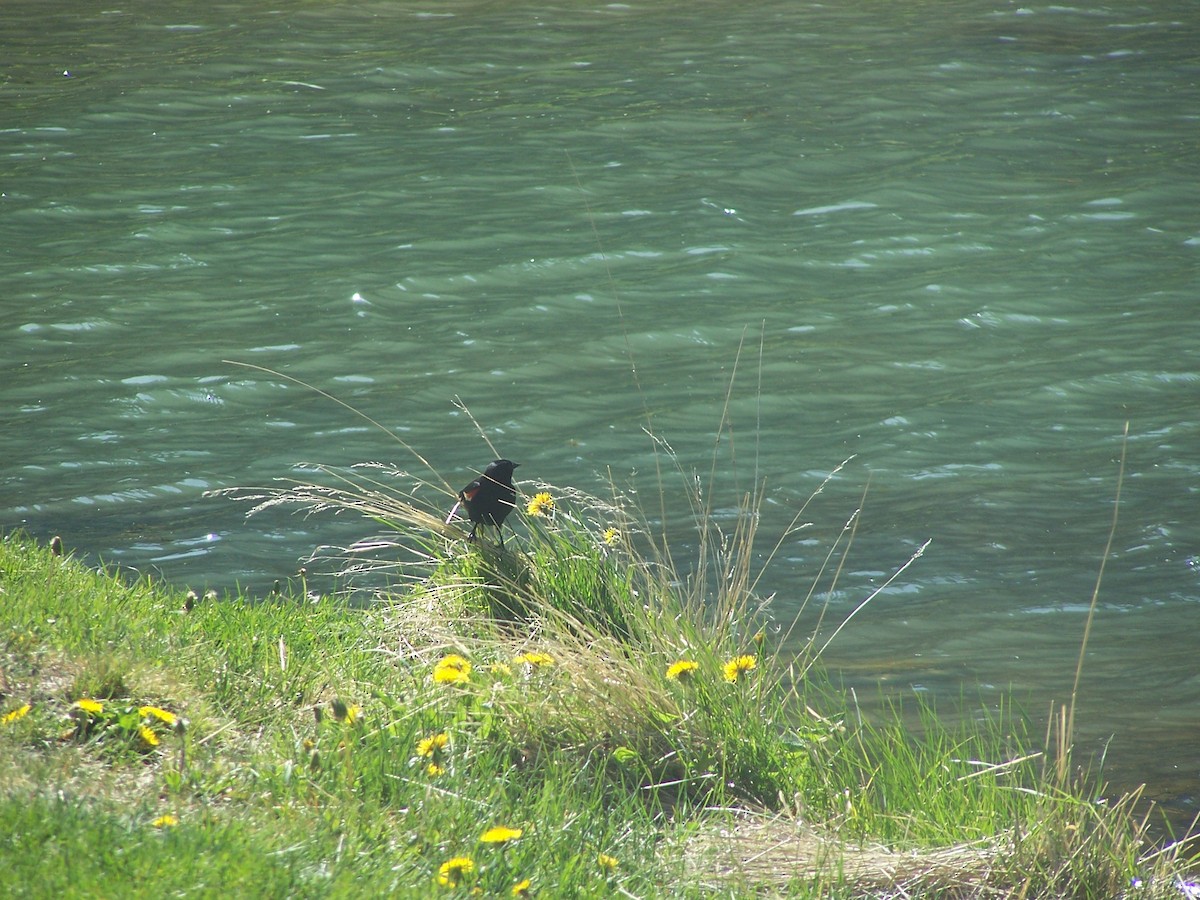 Red-winged Blackbird - ML532250581