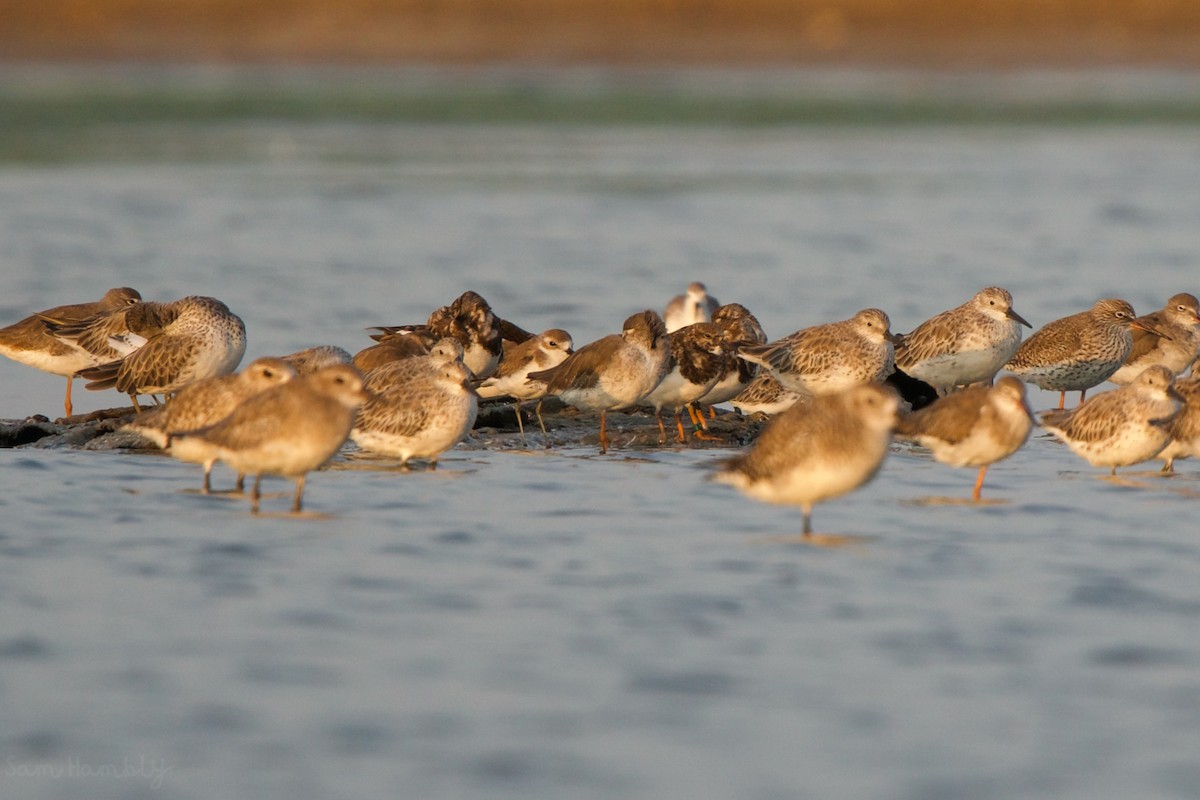 Ruddy Turnstone - Sam Hambly