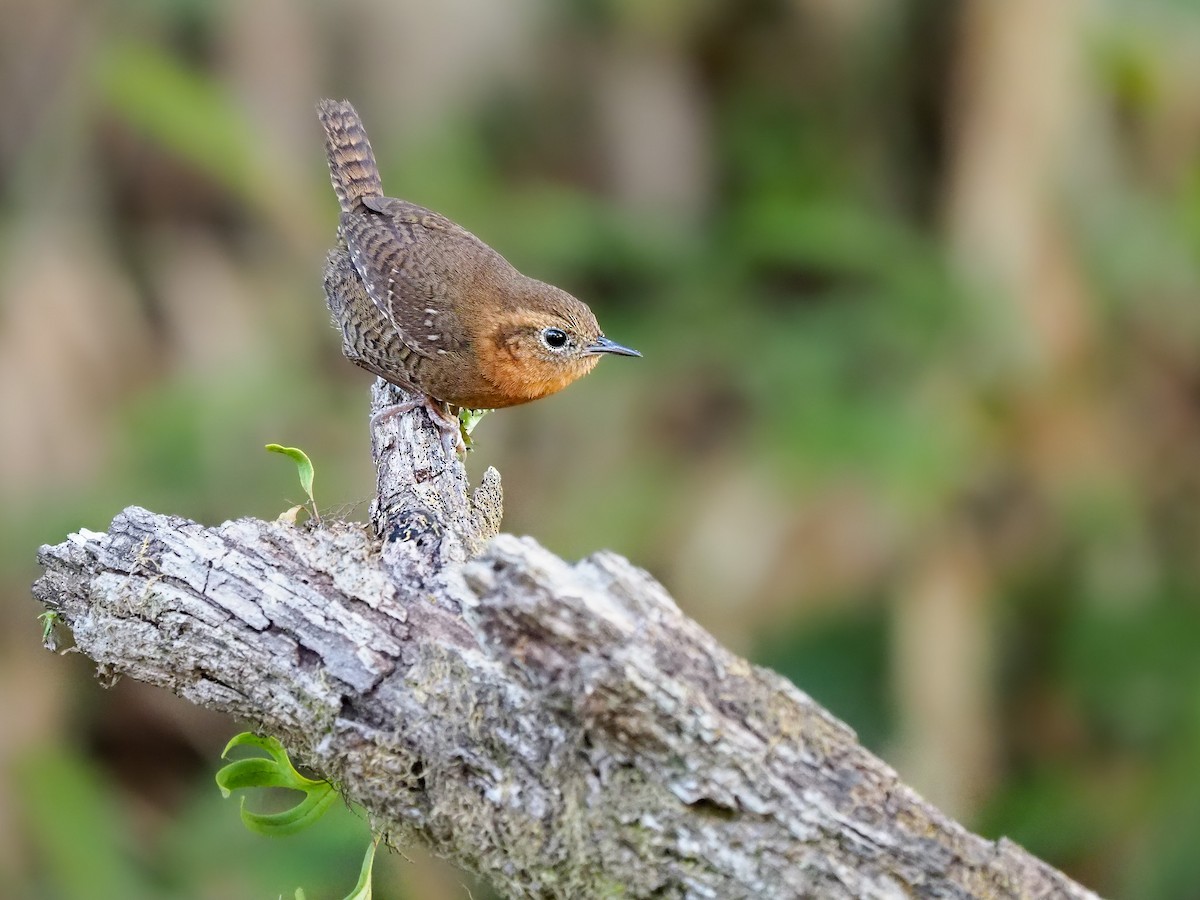 Rufous-browed Wren - Mollee Brown