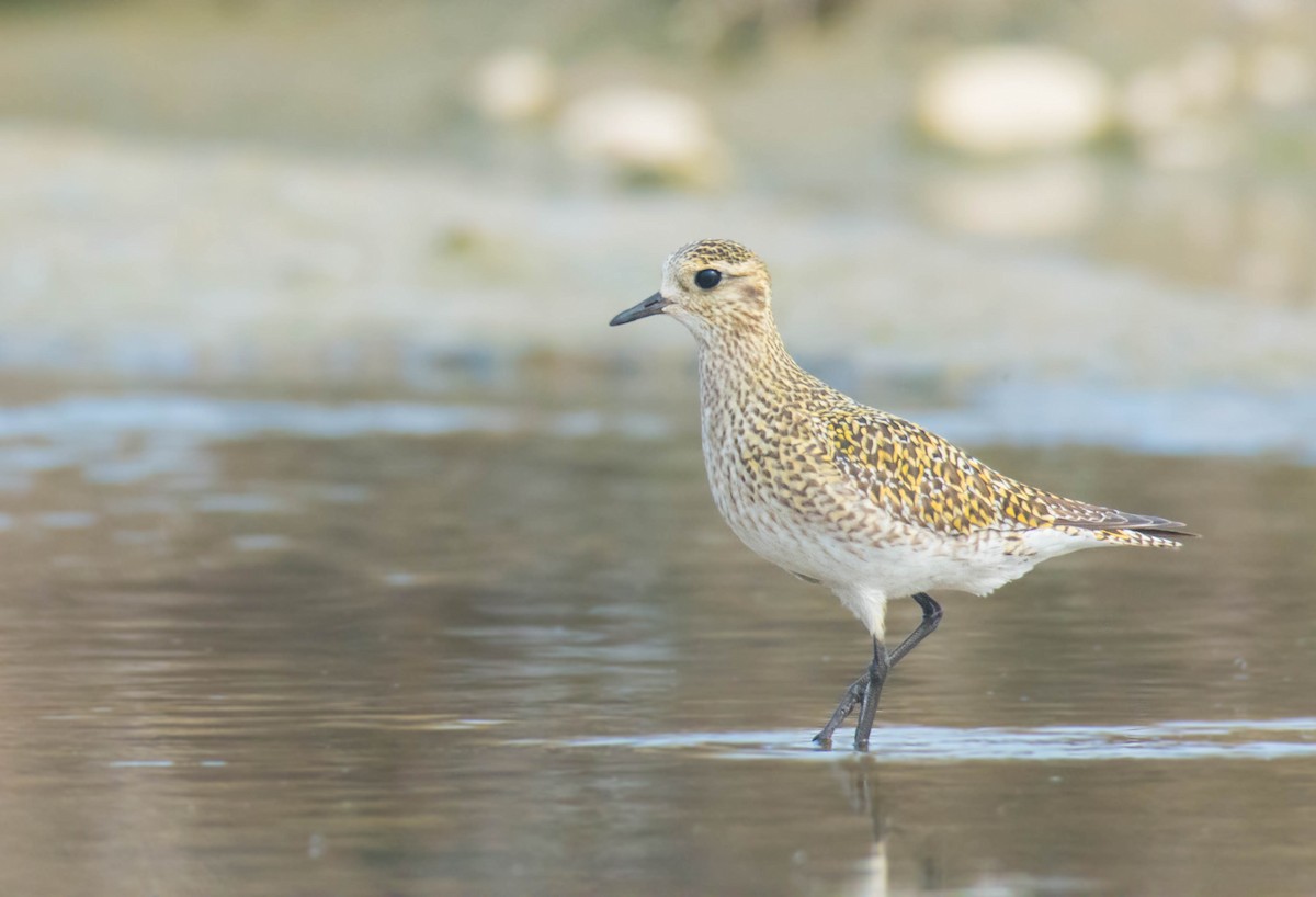 Pacific Golden-Plover - ML532251361