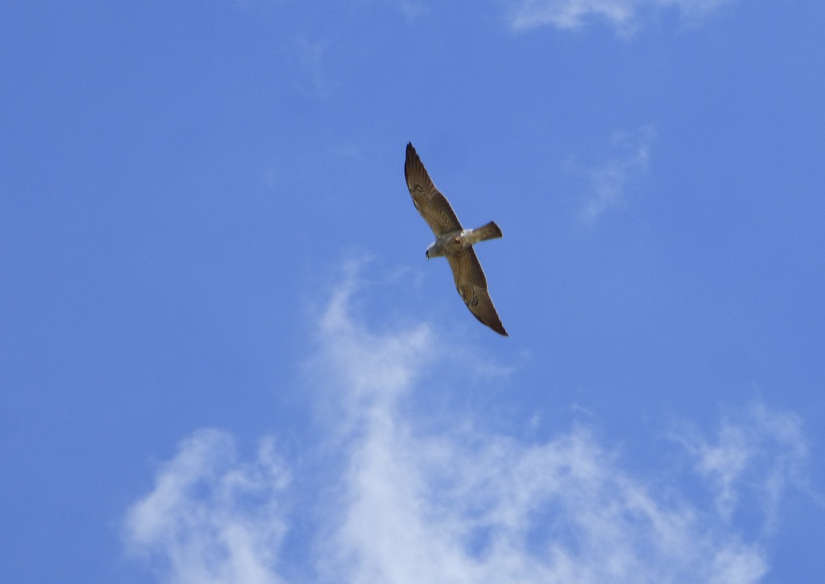 Mississippi Kite - Pablo Hernan Capovilla