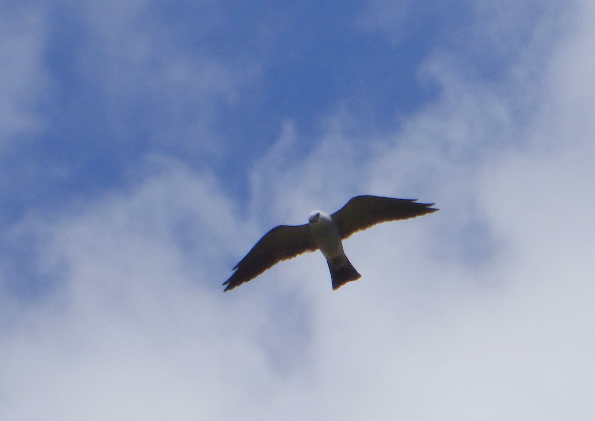 Mississippi Kite - Pablo Hernan Capovilla