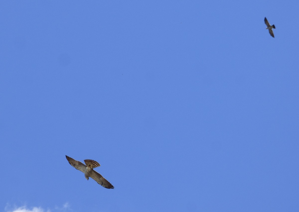 Mississippi Kite - ML532251501