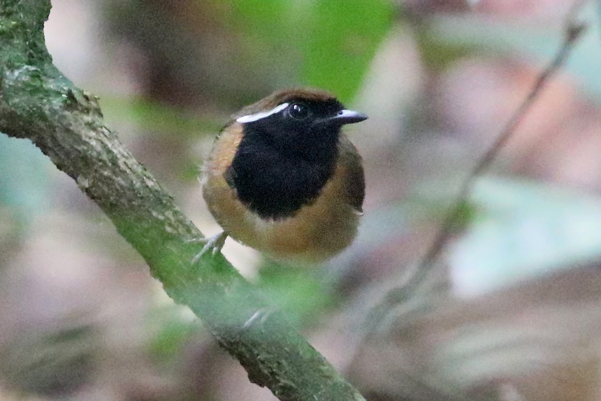 Black-breasted Gnateater - ML532251561