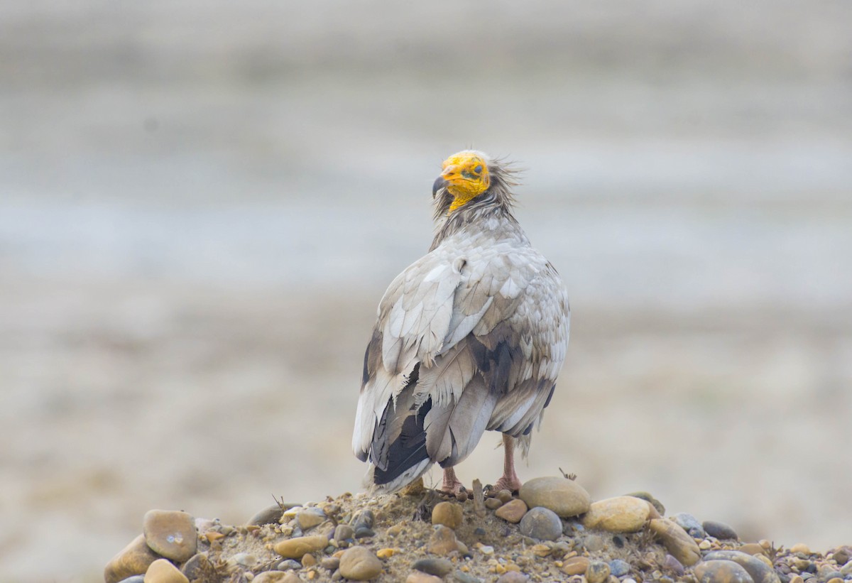 Egyptian Vulture - ML532251591