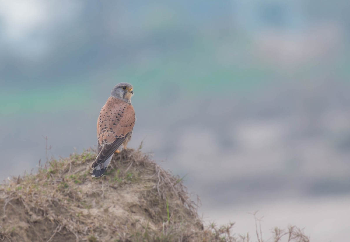 Eurasian Kestrel - ML532251661
