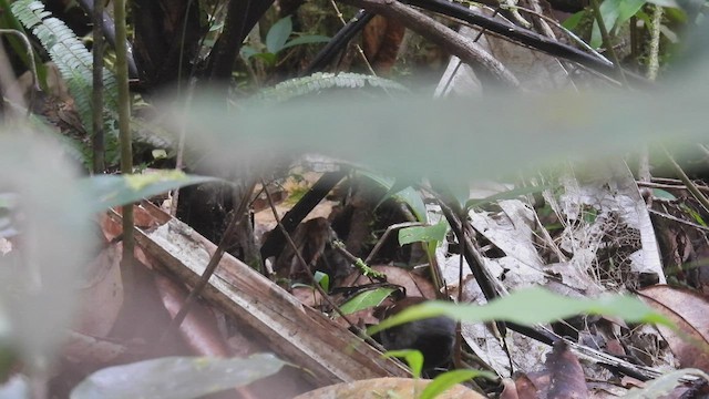 Gray-bellied Antbird - ML532251821