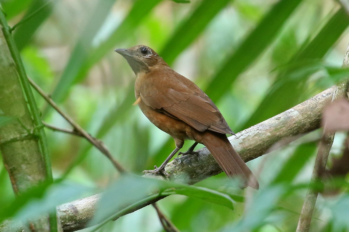 Cocoa Thrush - Phillip Edwards